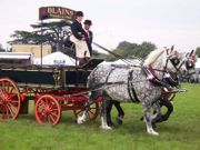 Percherons attelés