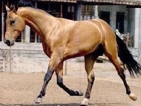 Un akhal-teke