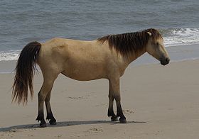 Chincoteagues de l'île d'Assateague