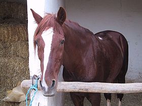 Un cheval barbe au Maroc