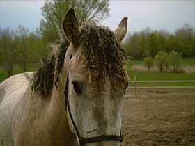 American Bashkir Curly