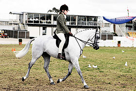 Poney australien au show de Melbourne de 2005