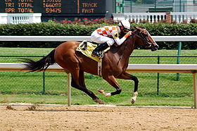 Pur-sang en course de galop