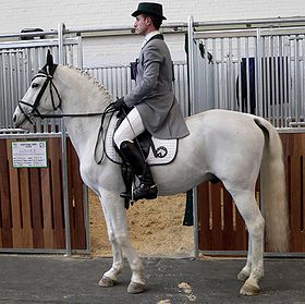 Lipizzan monté par un cavalier de dressage.