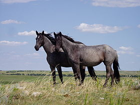 Deux jeunes juments Nokota, Dakota du Nord, 2005 