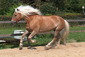 Un cheval Haflinger