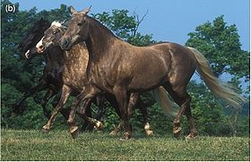 Rocky Mountain Horse