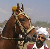 Tête du marwari