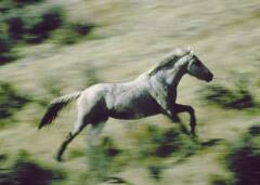 Mustang en wyoming